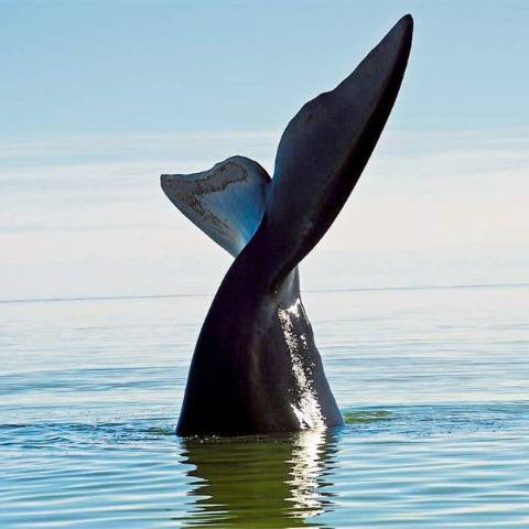 BALLENAS